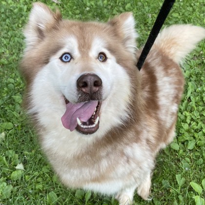 Sakari